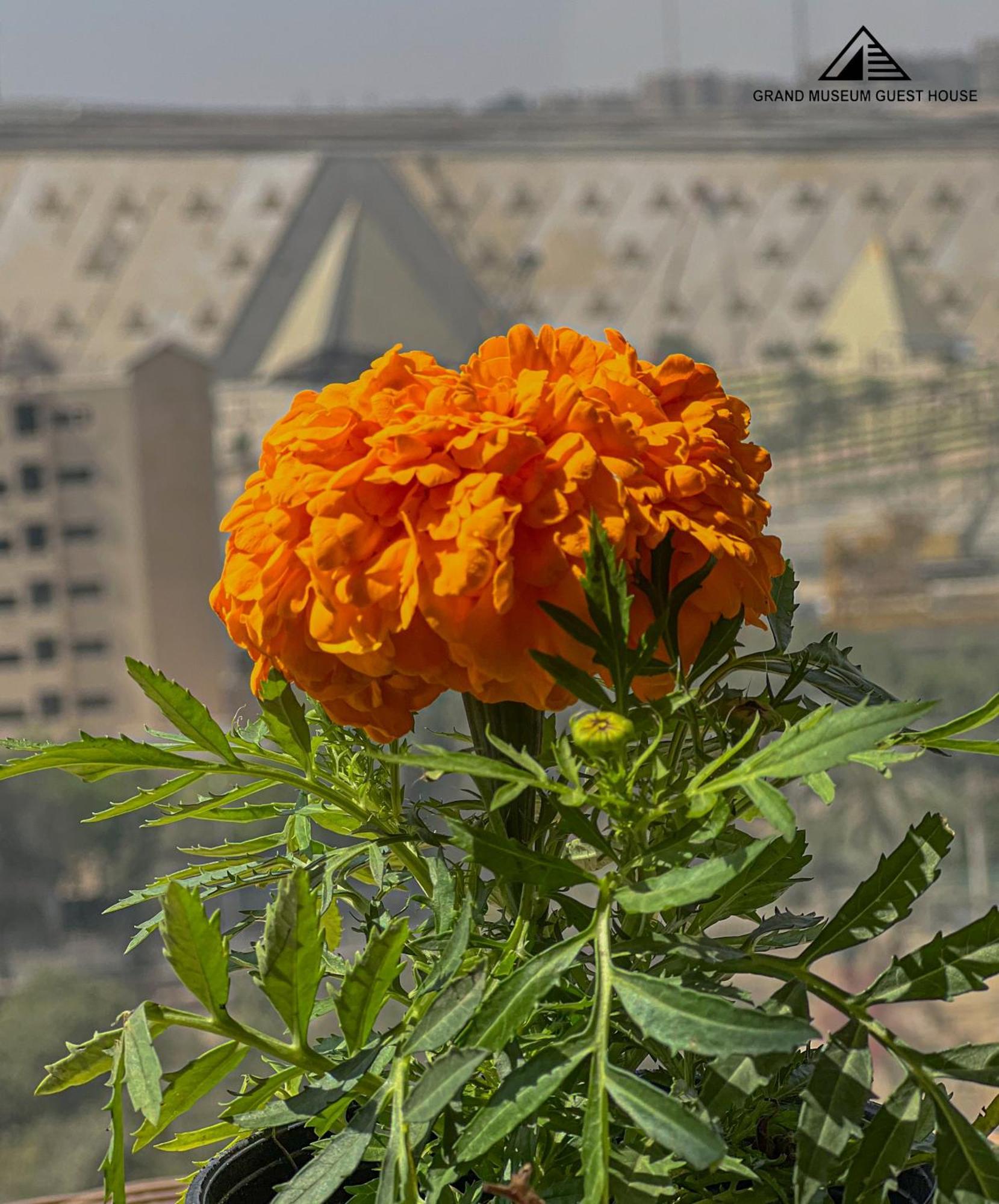 Grand Museum & Pyramids View Hotel Kafr Ghatati Екстериор снимка